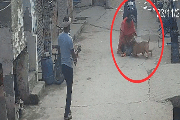 pitbull-tears-off-the-ear-of-child