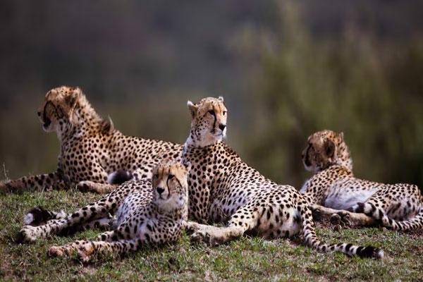 cheetahs in Madhya Pradesh