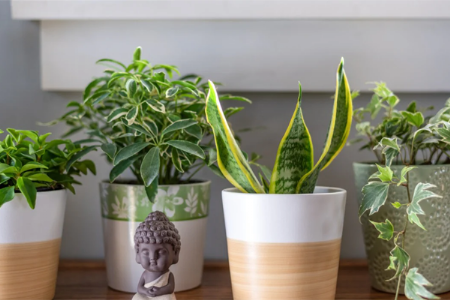 ही झाडे तुमच्या घरात आनंद आणि समृद्धी आणू शकतात