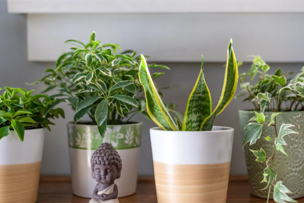 वास्तू टिप्स 