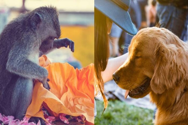 animal-festivals-in-world