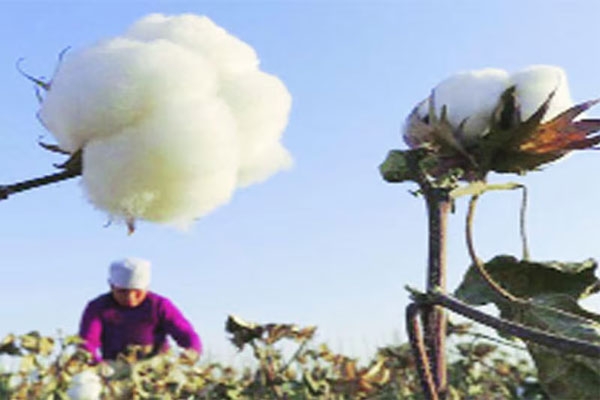 Cotton harvesting 