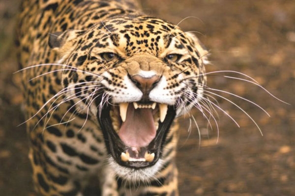 Leopards roam freely in Pune