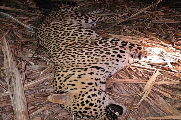 leopard-killed-pune leopard-killed-pune