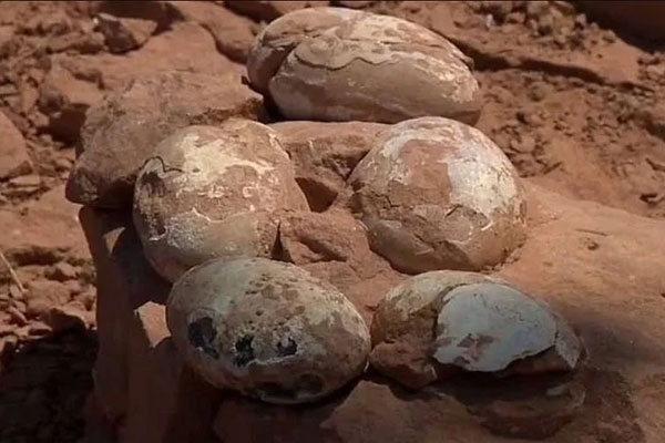 Dinosaur egg found