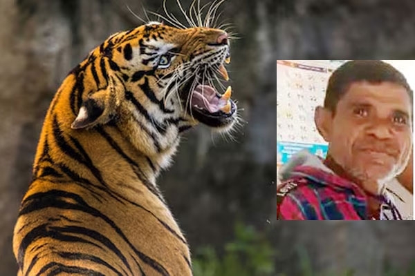 Farmer killed in tiger attack near Chimur Farmer killed in tiger attack near Chimur