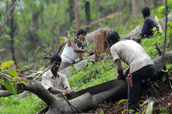 124-lakh-trees-cut-down 124-lakh-trees-cut-down