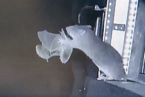 Bats and rats will cause epidemics