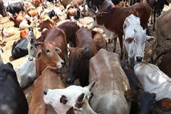 Pohradevi cattle theft Pohradevi cattle theft