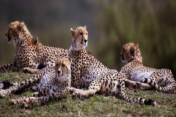 cheetah habitat in Madhya Pradesh cheetah habitat in Madhya Pradesh