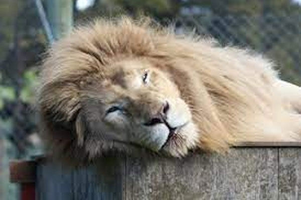 New Zealand to kill lions