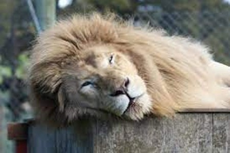 सात सिंहांना मृत्युदंड...पण का जाणून घ्या!