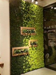 घरातील रिकाम्या भिंतीवर अशा प्रकारे प्लांट वॉल डिझाइन करू शकता