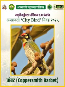 अमरावतीचा अधिकृत शहर पक्षी बनला 'तांबट'