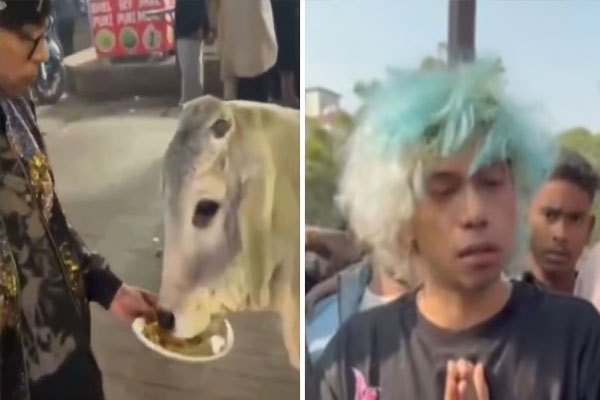 Feed the cow chicken momos Feed the cow chicken momos