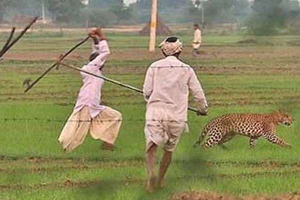 वन्यजीव 