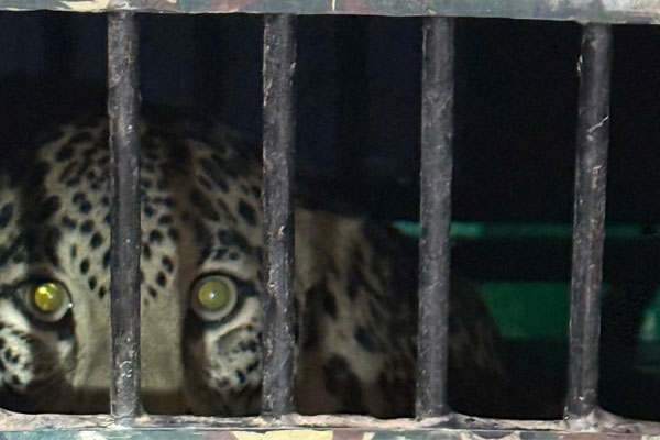 leopard captured Maharashtra leopard captured Maharashtra