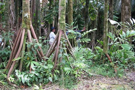 ही झाडे खरोखरच चालतात ? ५०० वर्षे जुन्या 'वॉकिंग पाम'ची कहाणी काय आहे?