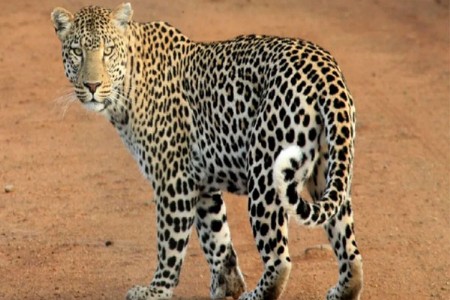 'बोमा टेक्निक’चा अवलंब करण्याची मागणी