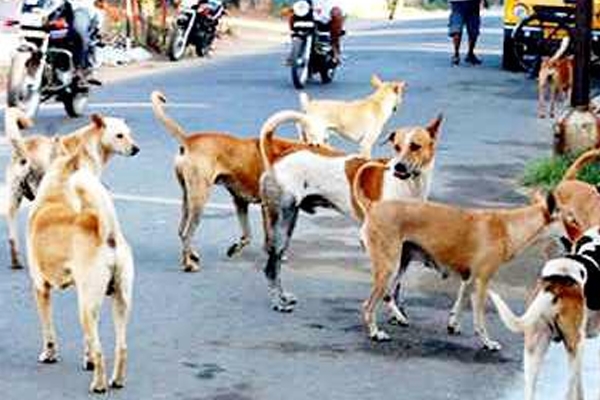 मोकाट कुत्री 