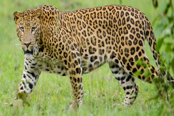 Leopard Sighting Buldhana,  