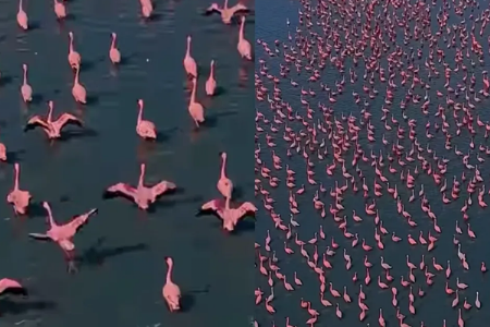 सांभर सरोवराचे रूपांतर "गुलाबी समुद्रा" मध्ये VIDEO