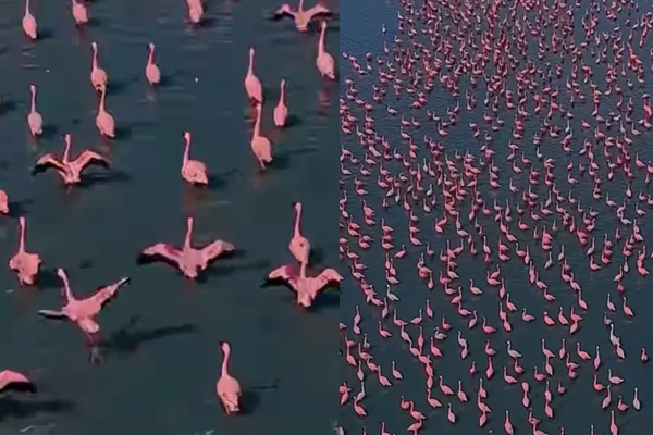 फ्लेमिंगो 