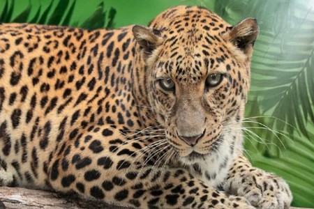 कातडी काढलेल्या बिबट्याच्या मृतदेह जाळला; नखं फेकली नाल्यात