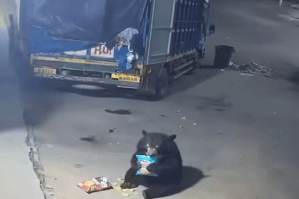 bear-in-shahdol-stole-packets-of-chips bear-in-shahdol-stole-packets-of-chips