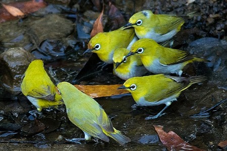 चिमणीपेक्षाही लहान, डोळ्यांभोवती पांढरे वर्तुळ असलेला चष्मेवाला पक्षी