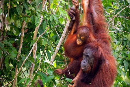 जगातील दुर्मिळ ओरंगुटान पुरात वाहून गेला?