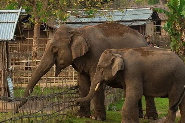 Send elephant to Qatar