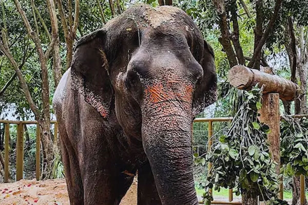 madhuri elephant