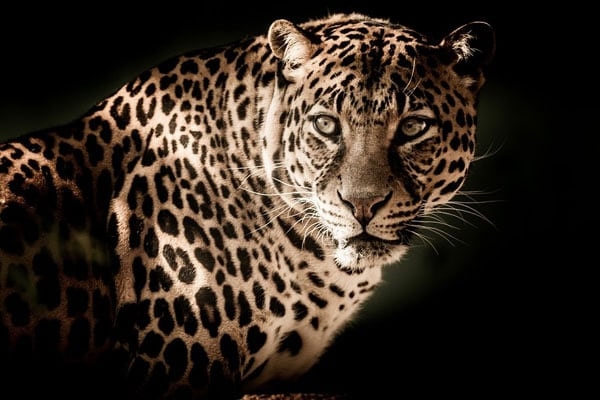 pune iit are leopard