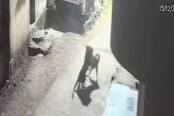 dog-fought-with-leopard-in-pune