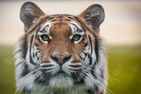 Madhya Pradesh tiger deaths