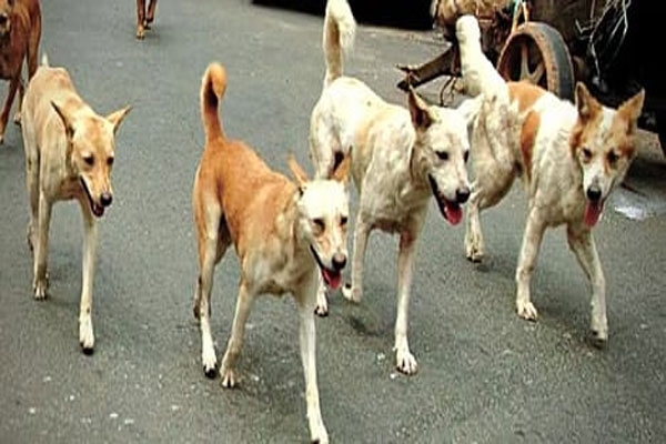 Stray dogs Buldhana