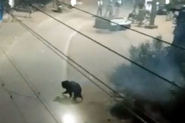 चंद्रपूर अस्वल चंद्रपूर अस्वल