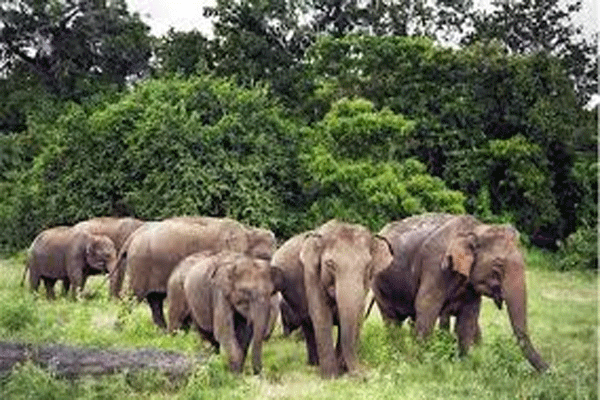 wild-elephants-in-jharkhand