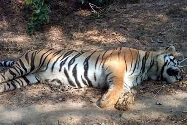 tiger death in mp tiger death in mp