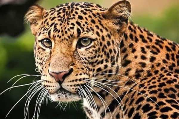 leopard attack Chandrapur