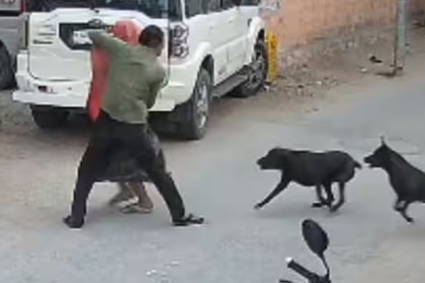 Stray dog ​​shelter in Ajodpur