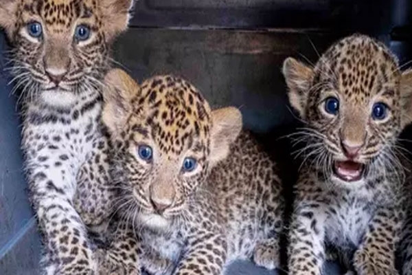 leopard and four cubs in Akola