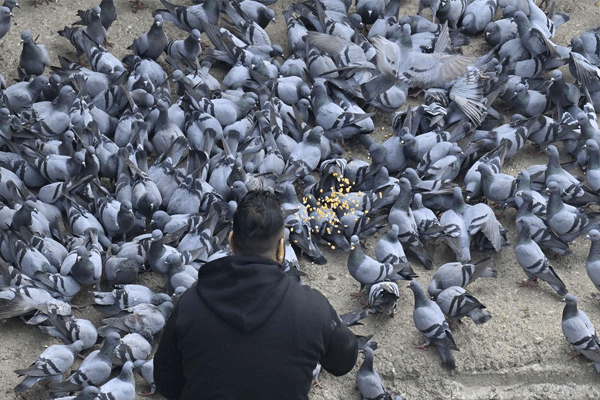 pigeons-feeding-banned