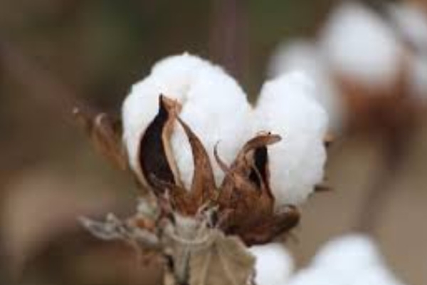 COTTON