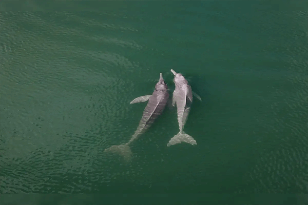 dolphins-spotted-at-worli-sea-face