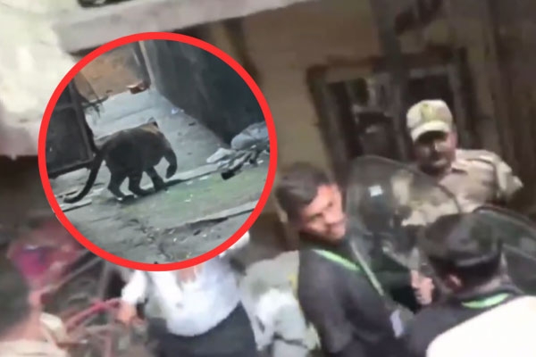 Mirar-Bhayandar leopard attack, Mumbai wildlife incident