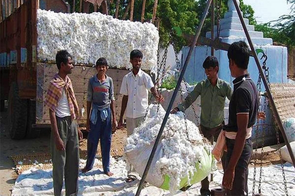  cotton procurement centers Vidarbha,