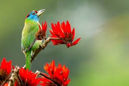 हिरवाशार असणारा तांबट पक्षी