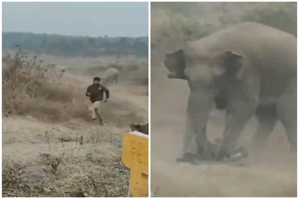 jharkhand-elephant-viral-video